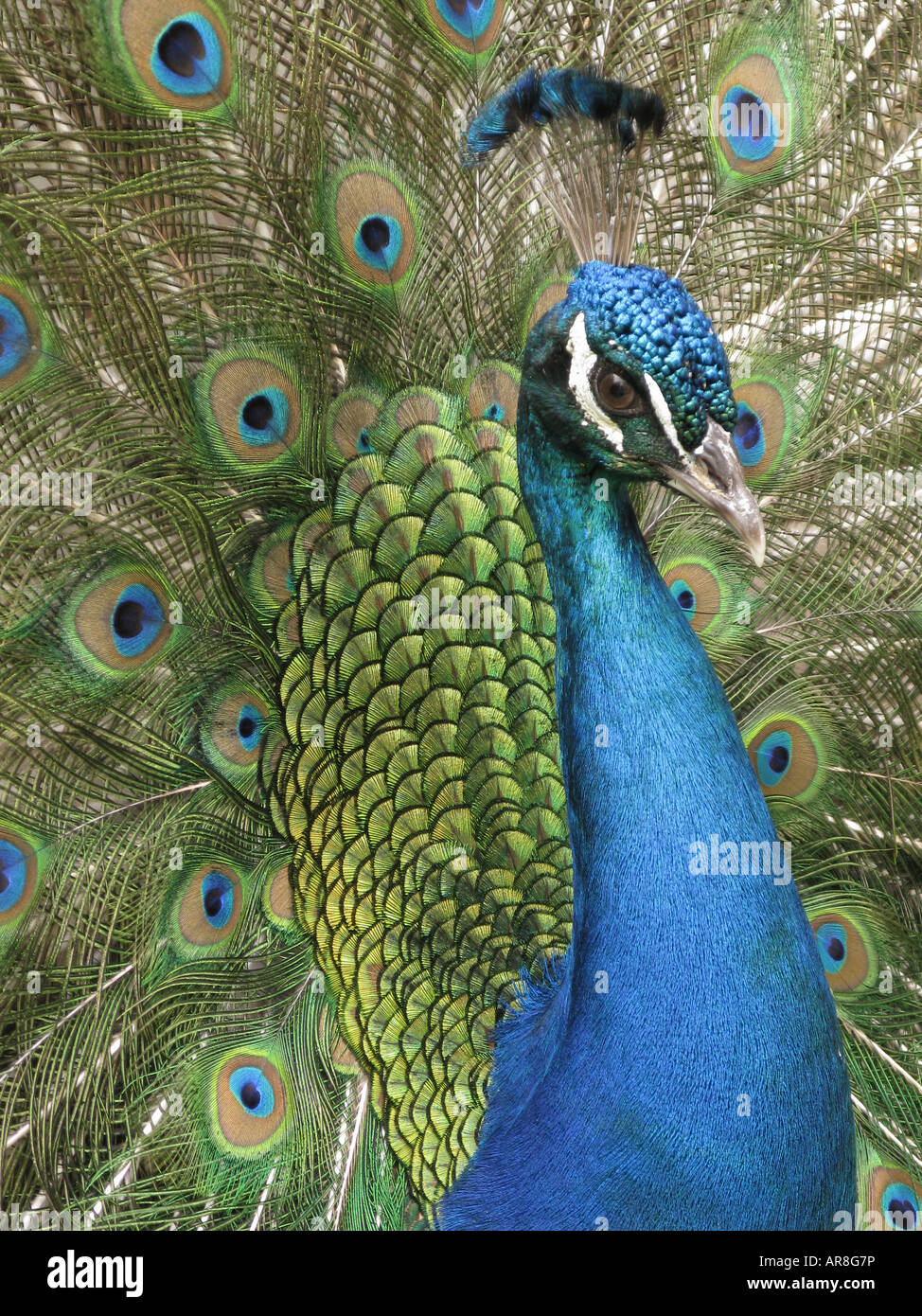 L'India Blue Peacock. Pavo real. Pavone maschio, Pavo cristatus, pavo Foto Stock