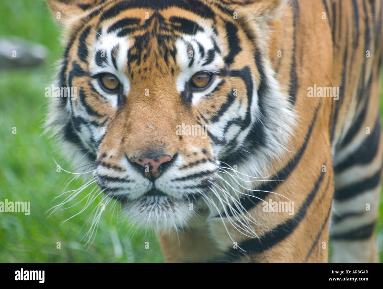 Tiger in cattività in uno zoo Foto Stock