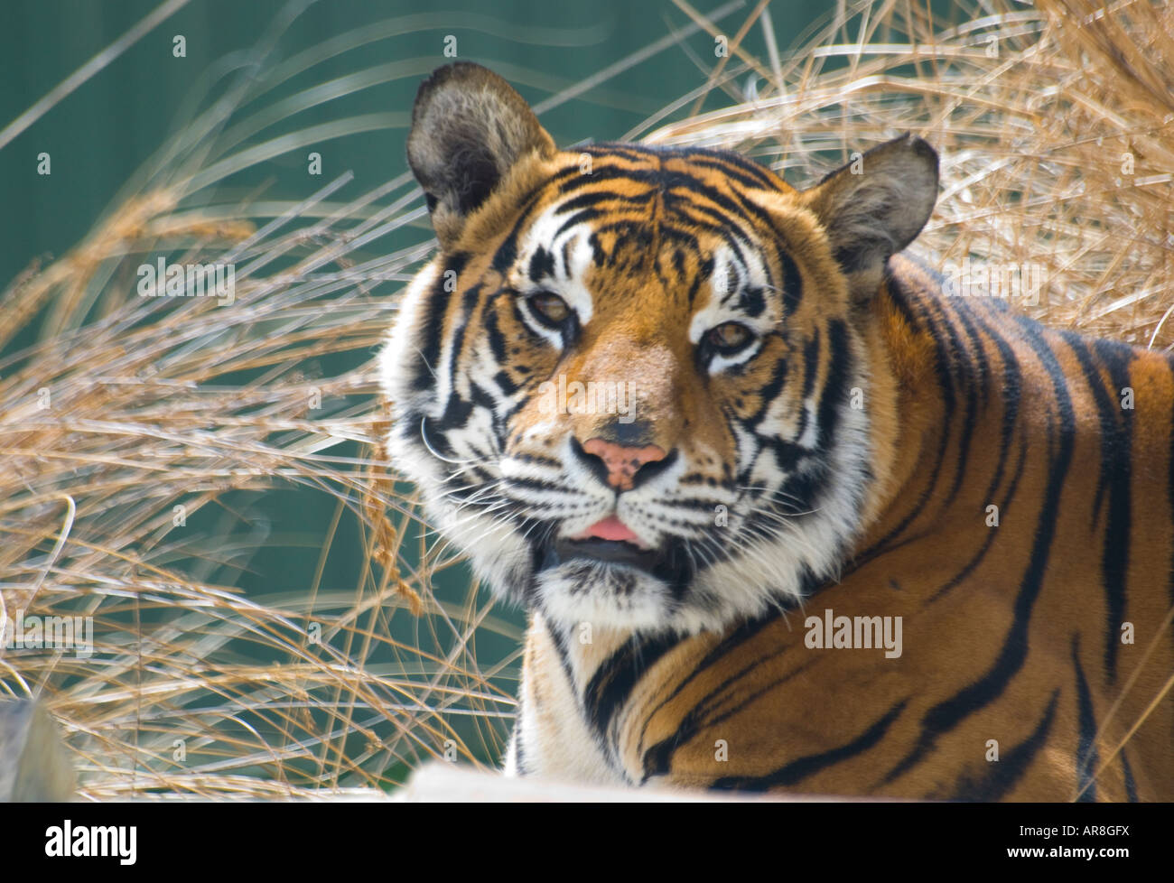 Tiger in cattività in uno zoo Foto Stock