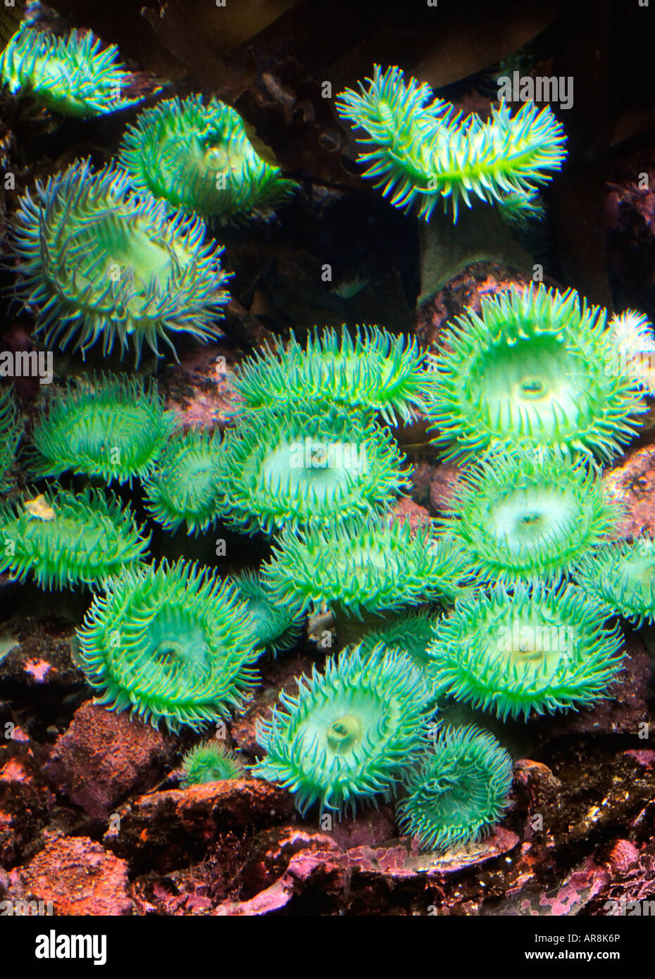 Gigante anemone verde Foto Stock