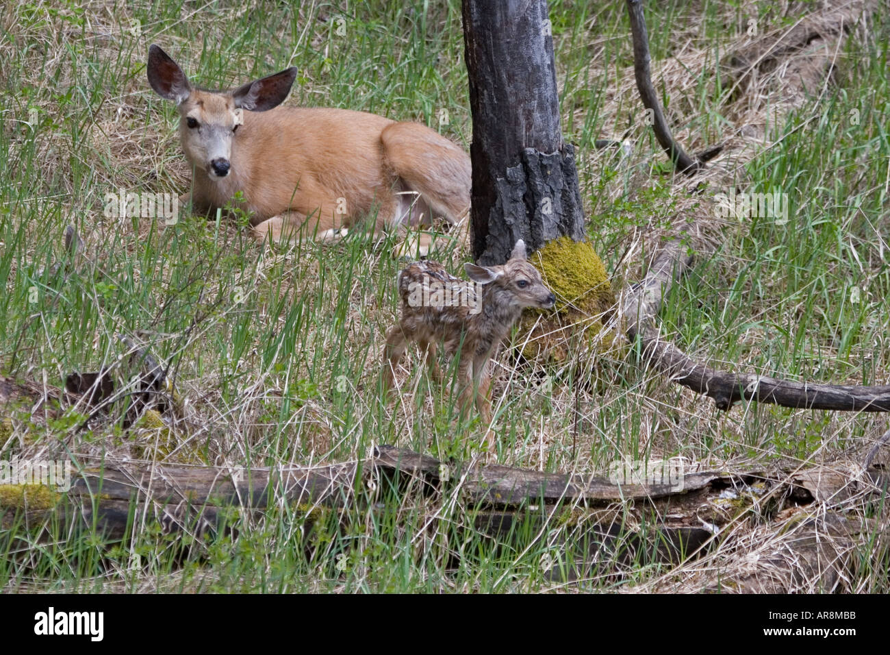 Mule Deer buck, nel Parco Nazionale di Yellowstone Foto Stock