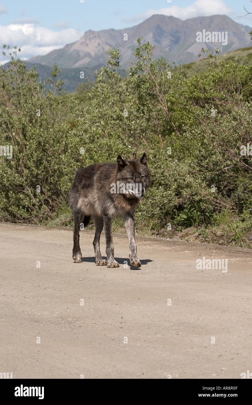 Lupo grigio nel Parco Nazionale di Denali, Shot in the wild Foto Stock