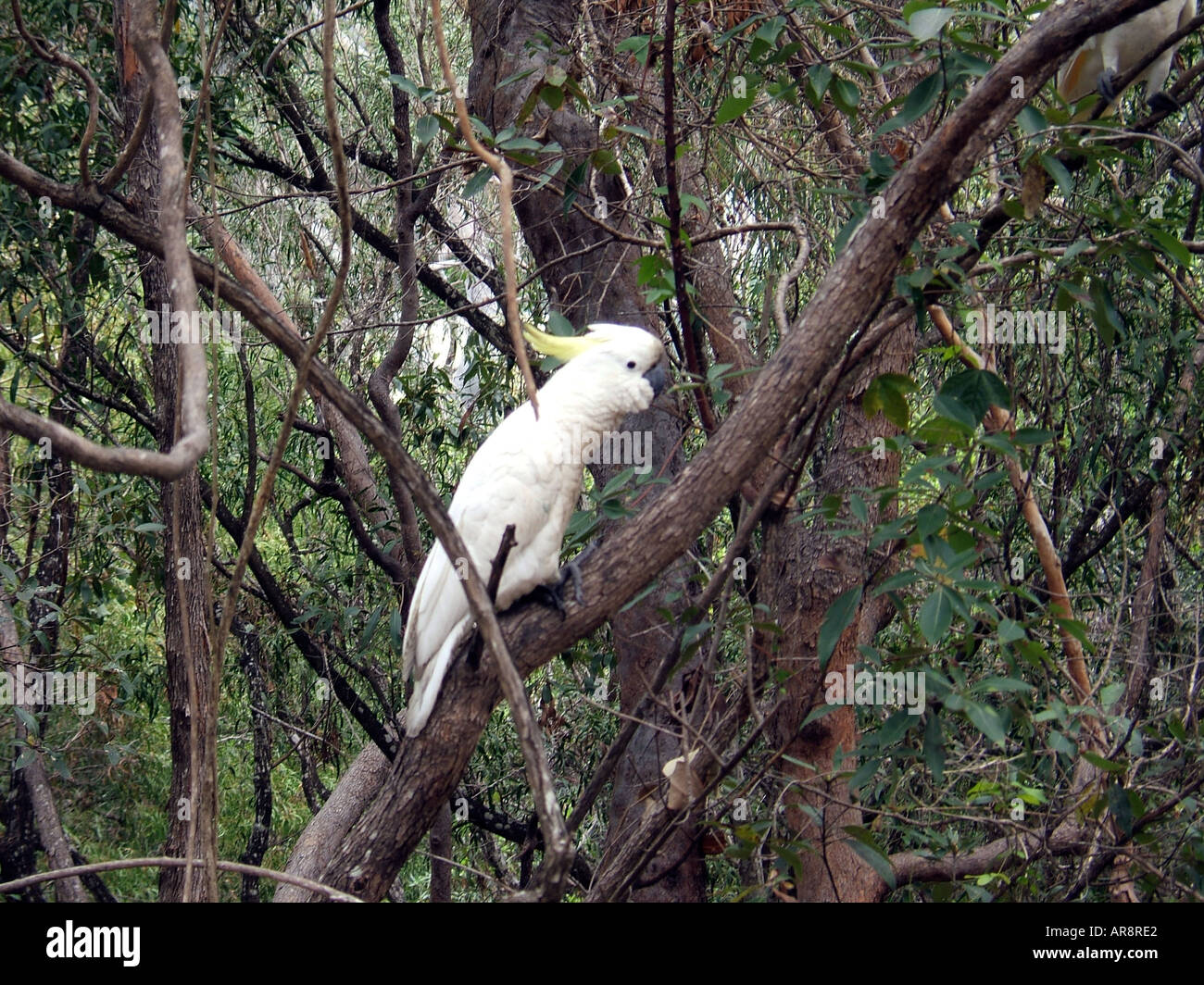 Cockatoo bird, Queensland, Australia Foto Stock