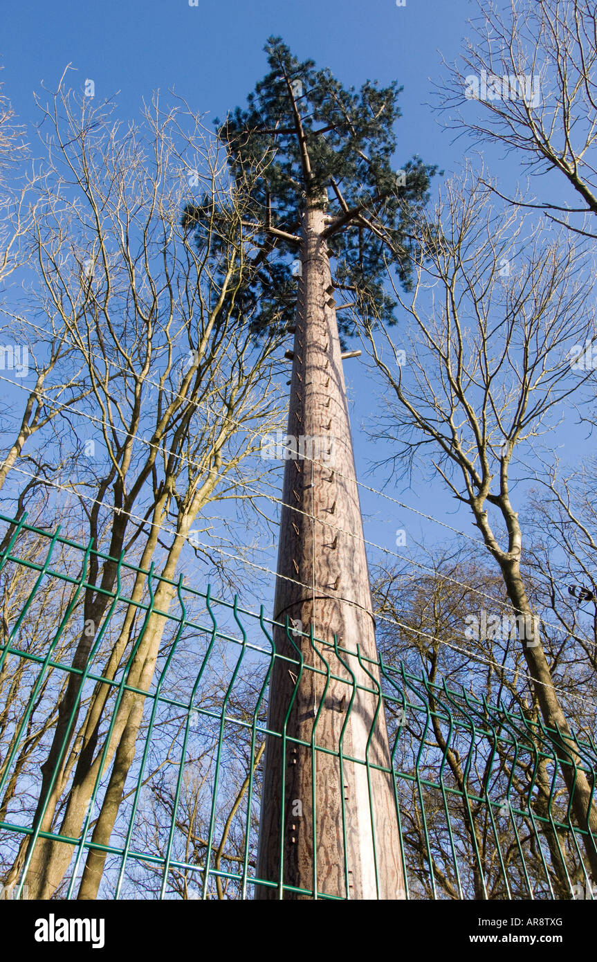 Un cellulare Orange mast camuffato come un olmo fuori la A272 a Cuckfield West Sussex Foto Stock