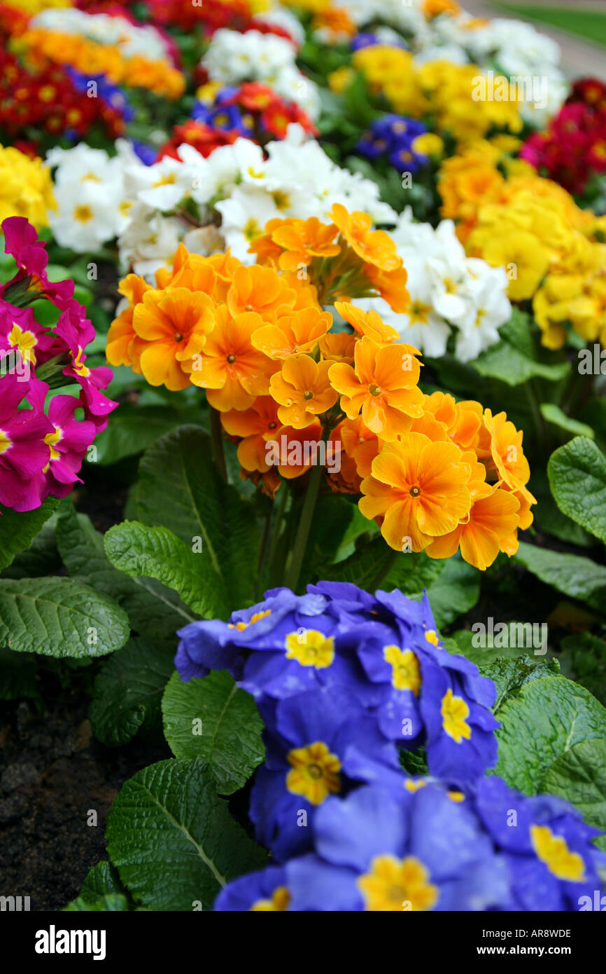Mostra colorata di vari fiori coltivati in un Giardino britannico a Londra Foto Stock