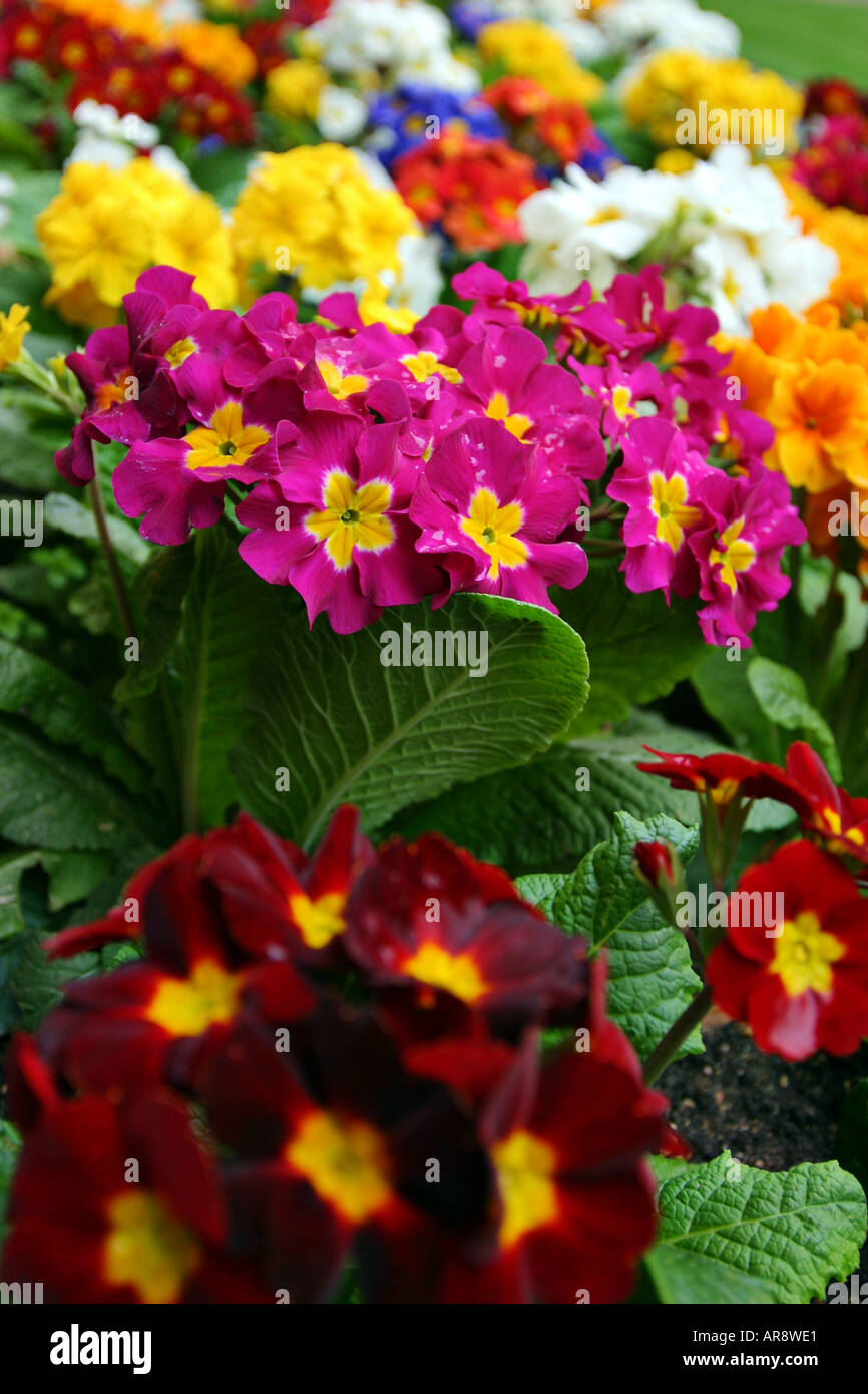 Mostra colorata di vari fiori coltivati in un Giardino britannico a Londra Foto Stock