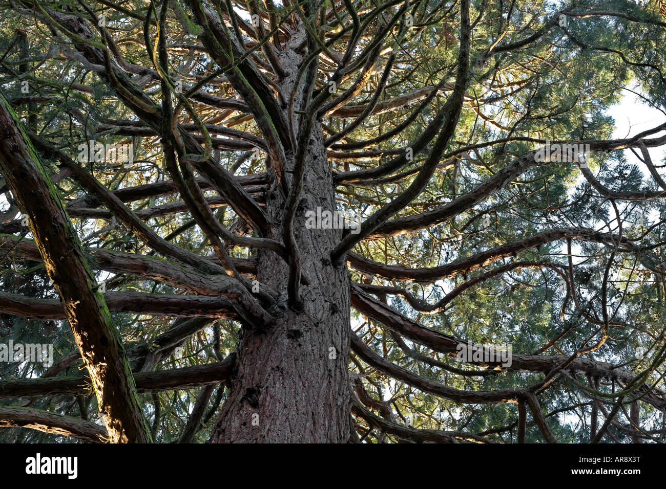 Albero di sequoia. ramificazione fuori. Foto Stock