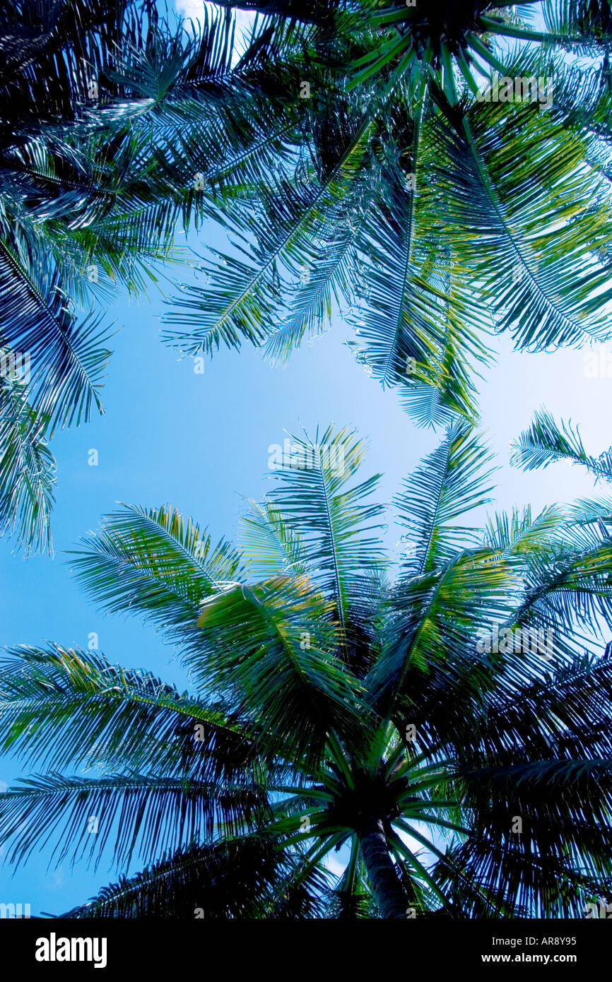 Tailandese di alberi di cocco sopra contro una nuvola libera cielo blu nei pressi di Bang Tao Beach, Phuket, Tailandia Foto Stock