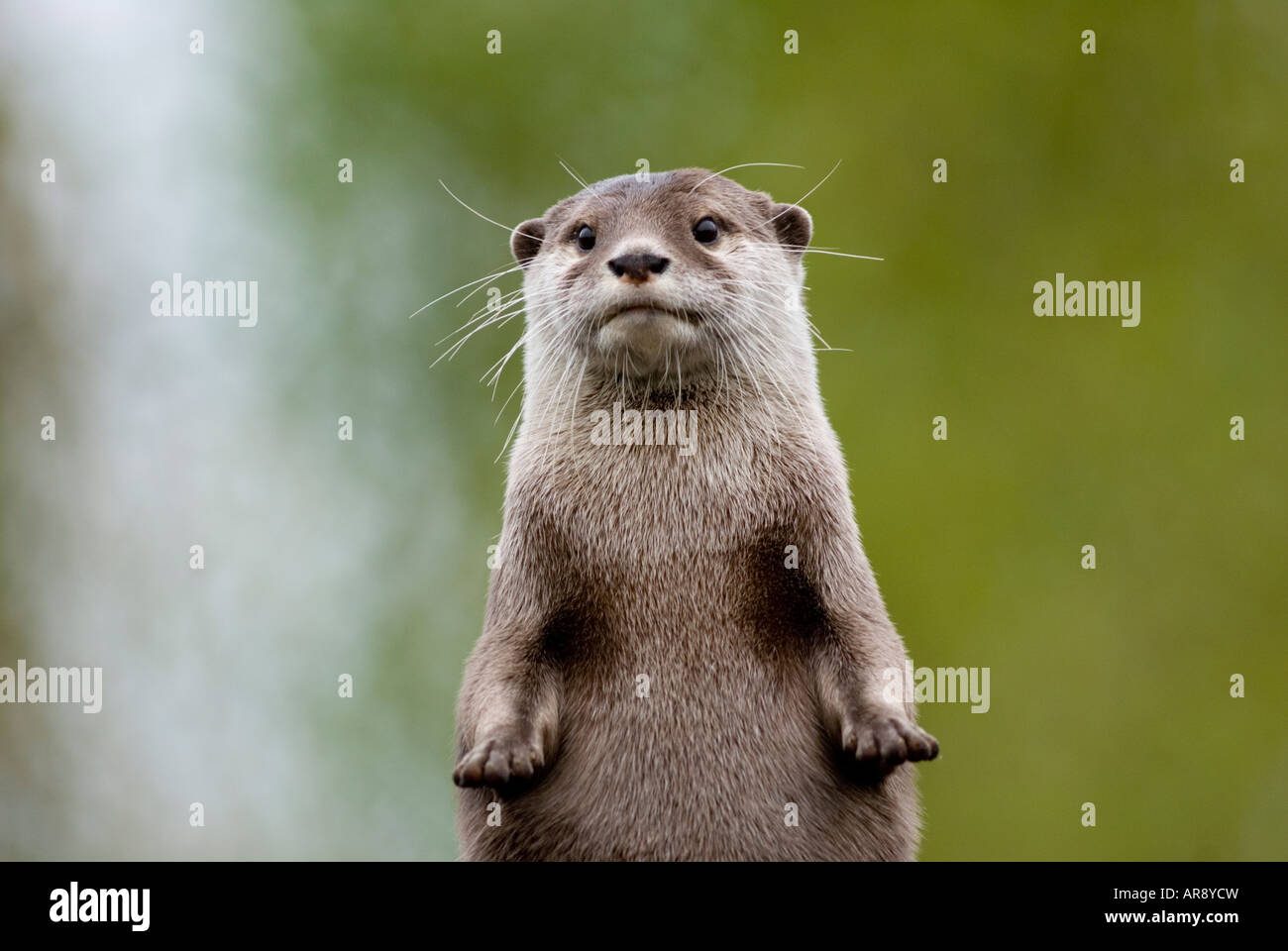 ASIAN corto-ARTIGLIATO OTTER Amblonyx cinerea Foto Stock