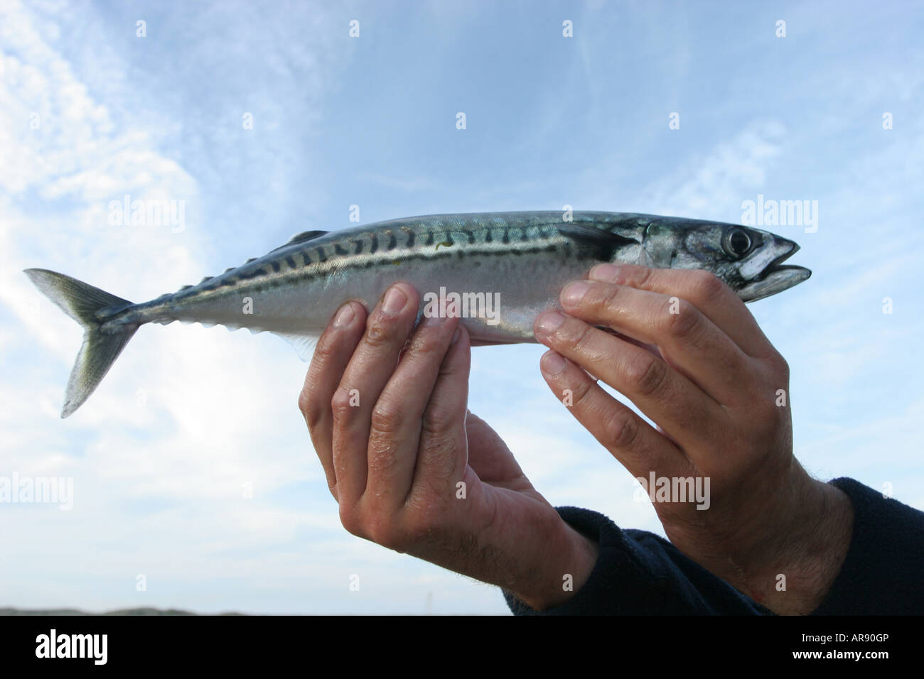 Pesci dello scombro Foto Stock