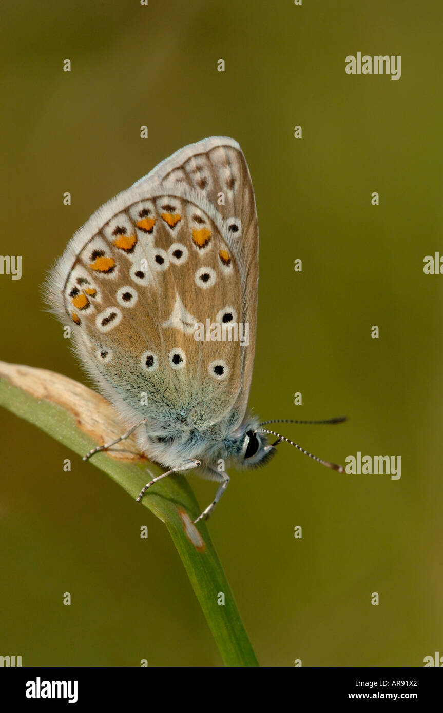 Comune di Blue Butterfly appoggiata Foto Stock