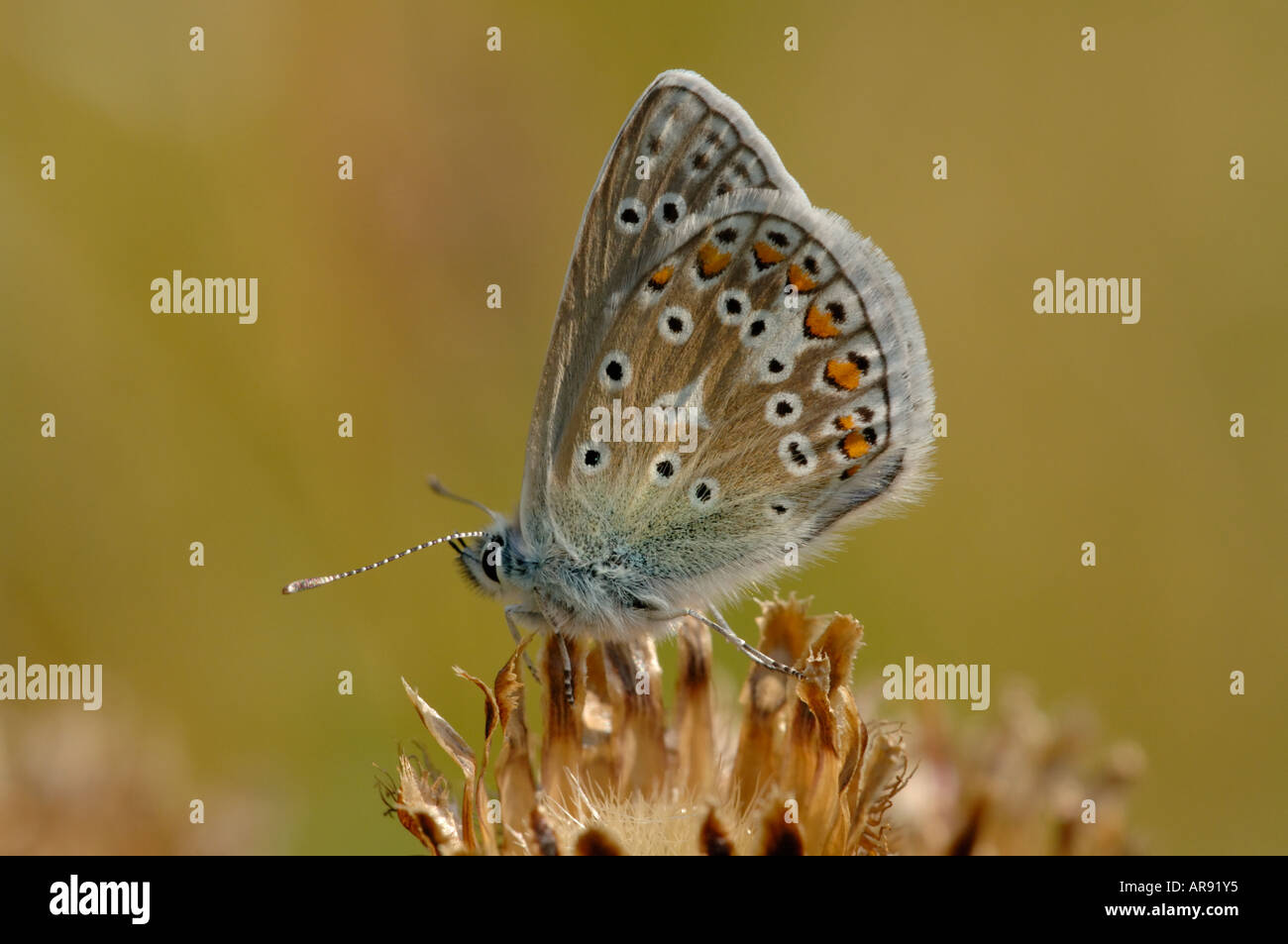 Comune di Blue Butterfly appoggiata Foto Stock