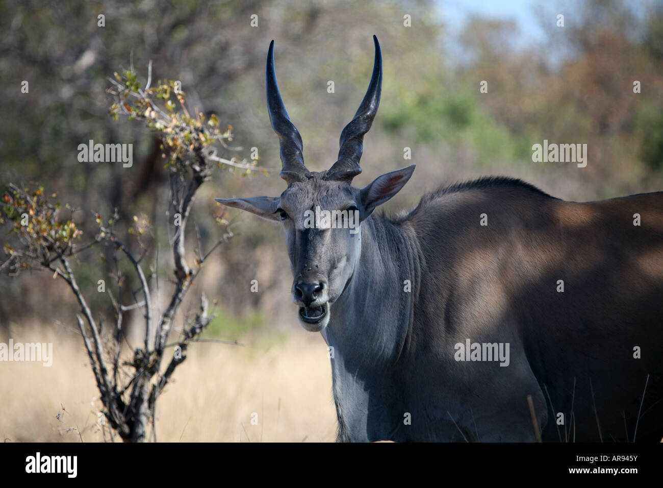 Eland (Taurotragus oryx) Foto Stock