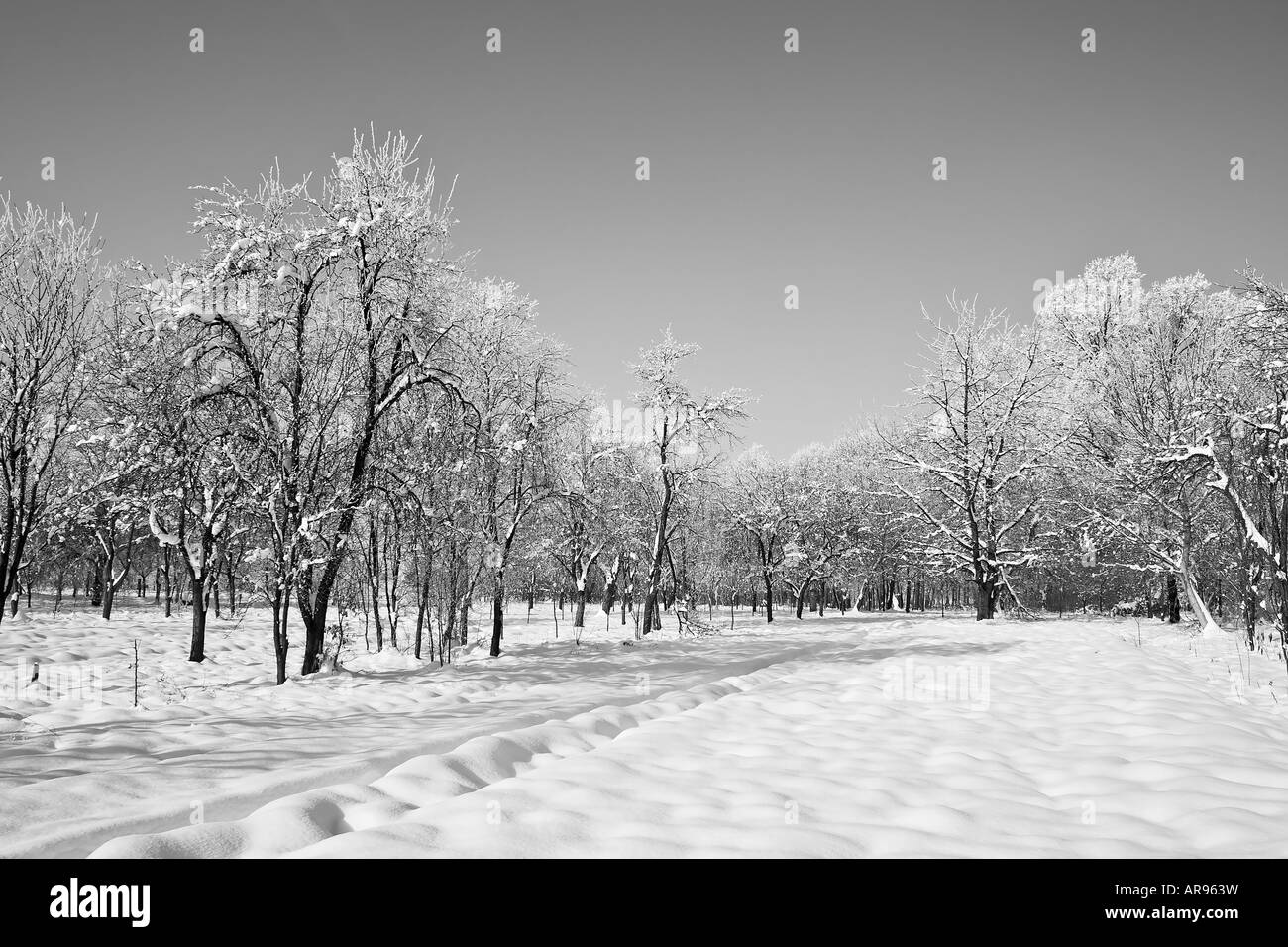 Paesaggio invernale b&W Foto Stock