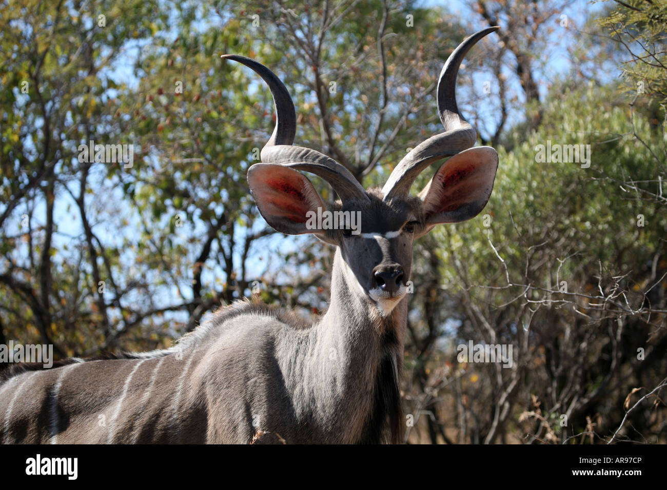 Kudu Bull nella boccola Foto Stock