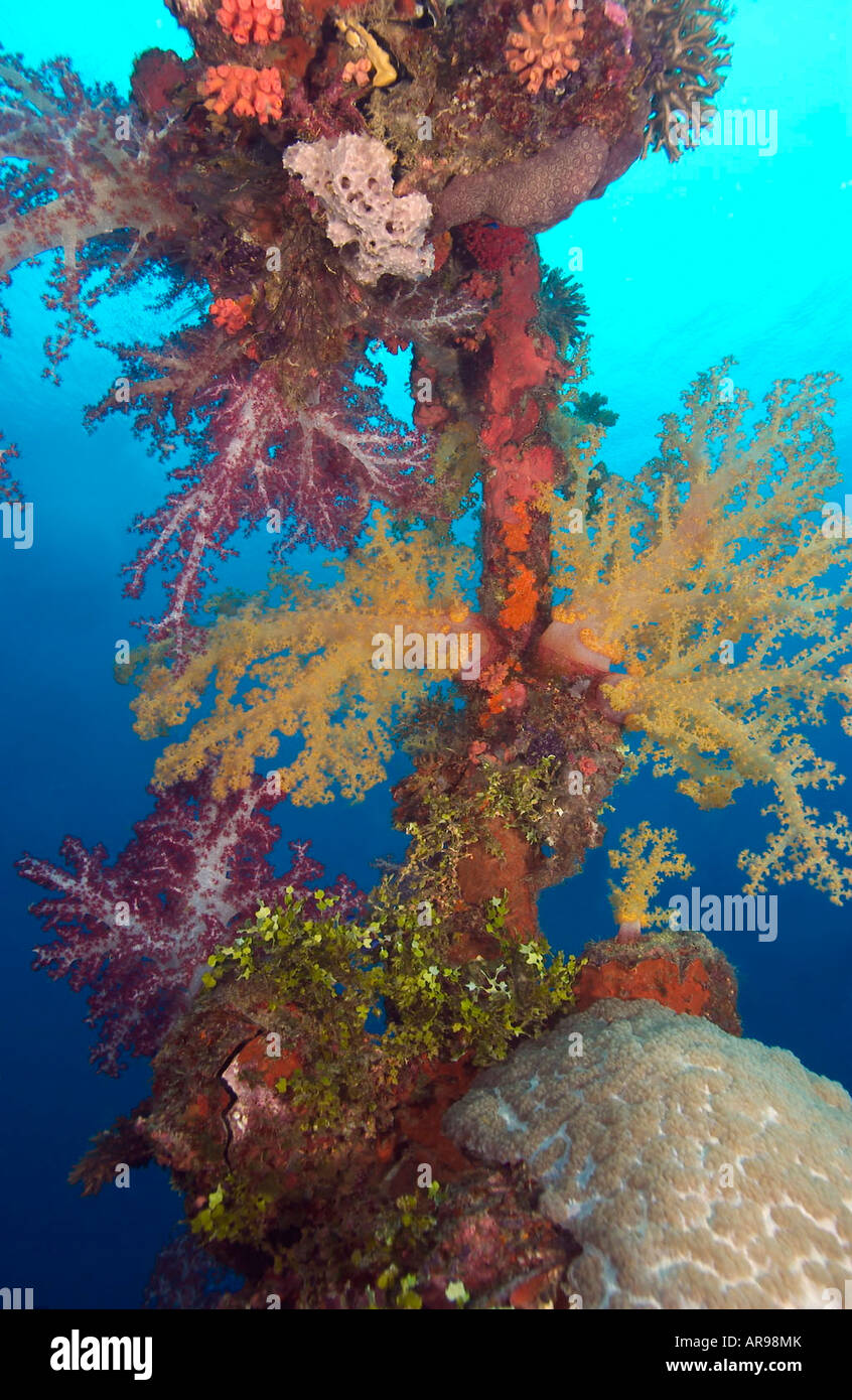 Coralli molli su Sankisan Maru Truk Lagoon Foto Stock