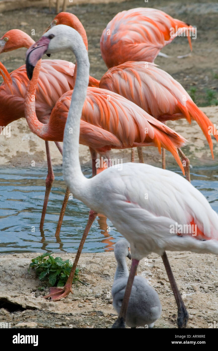 Un bianco flamingo tra quelli rosa Foto Stock