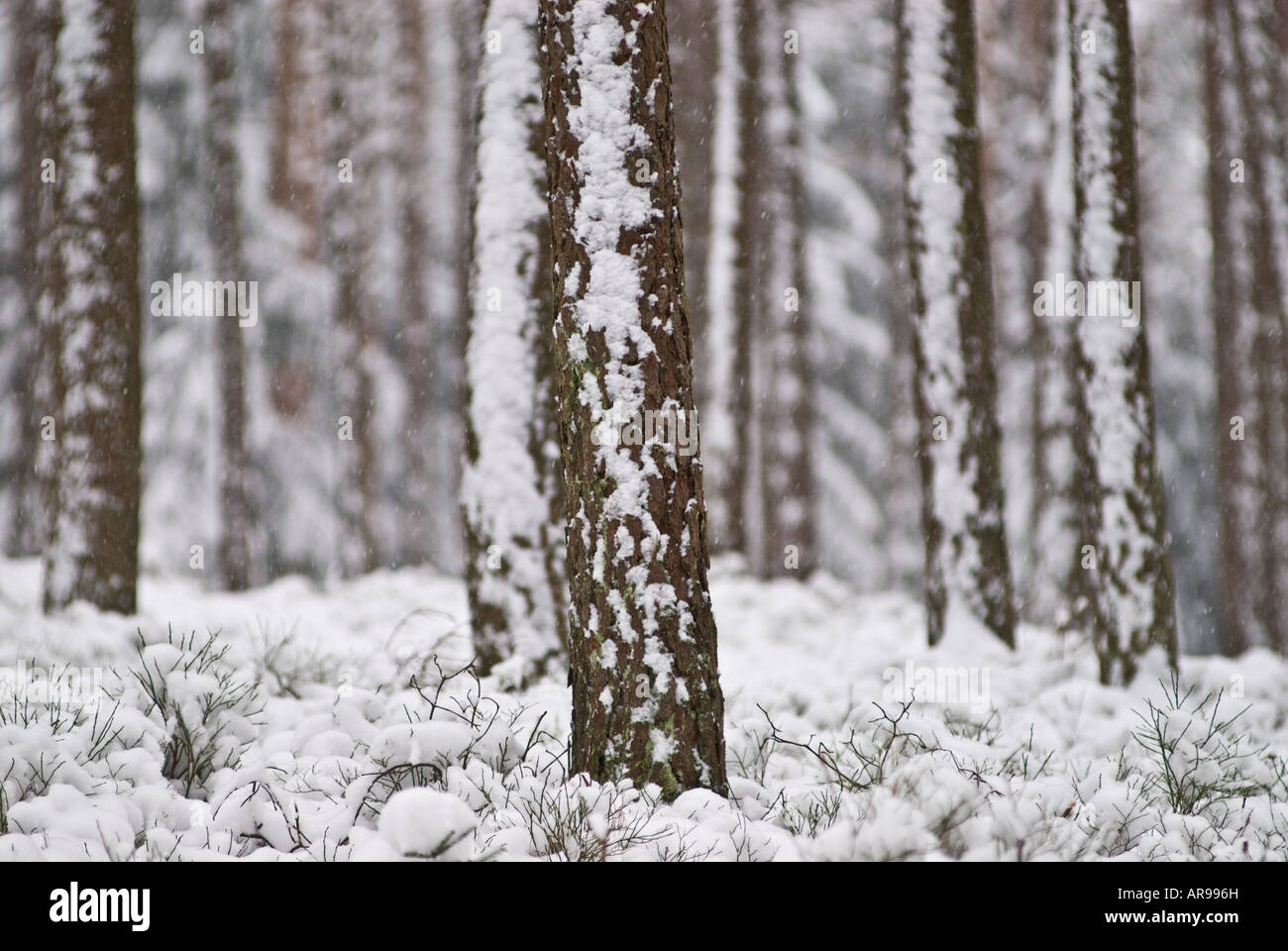 Coperta di neve la foresta, Baviera, Germania Foto Stock