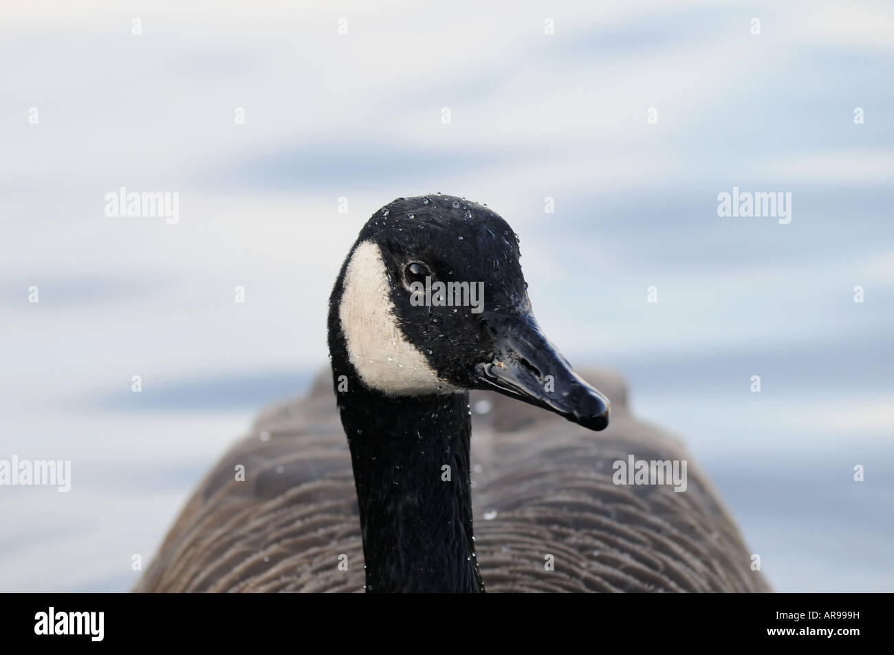 Canada Goose nel profilo di 3/4 Foto Stock