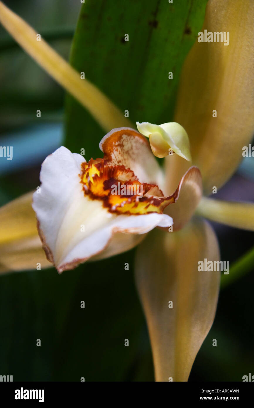 Coelogyne lawrenceana è una specie di orchidea dal Vietnam Foto Stock