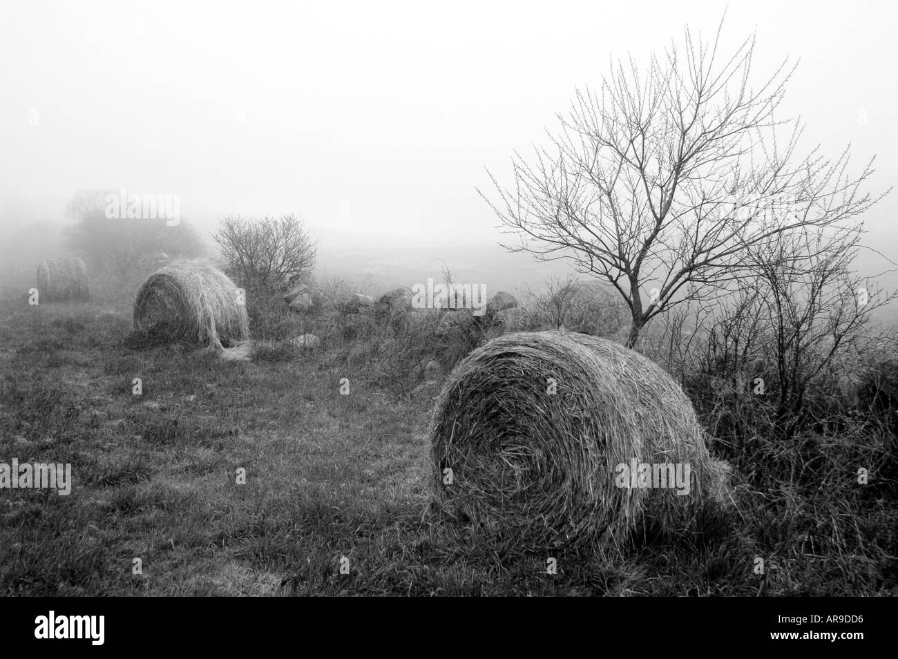 Balle di fieno in una fattoria Block Island Rhode Island USA RI nero e bianco paesaggio new England Foto Stock