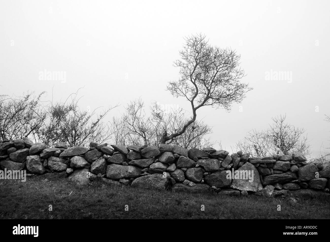 Muro di pietra Block Island Rhode Island USA RI Foto Stock