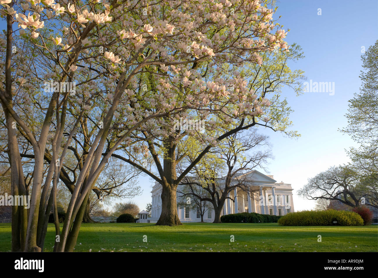 Primavera vista di fronte della Casa Bianca con la fioritura albero di magnolia. Foto Stock