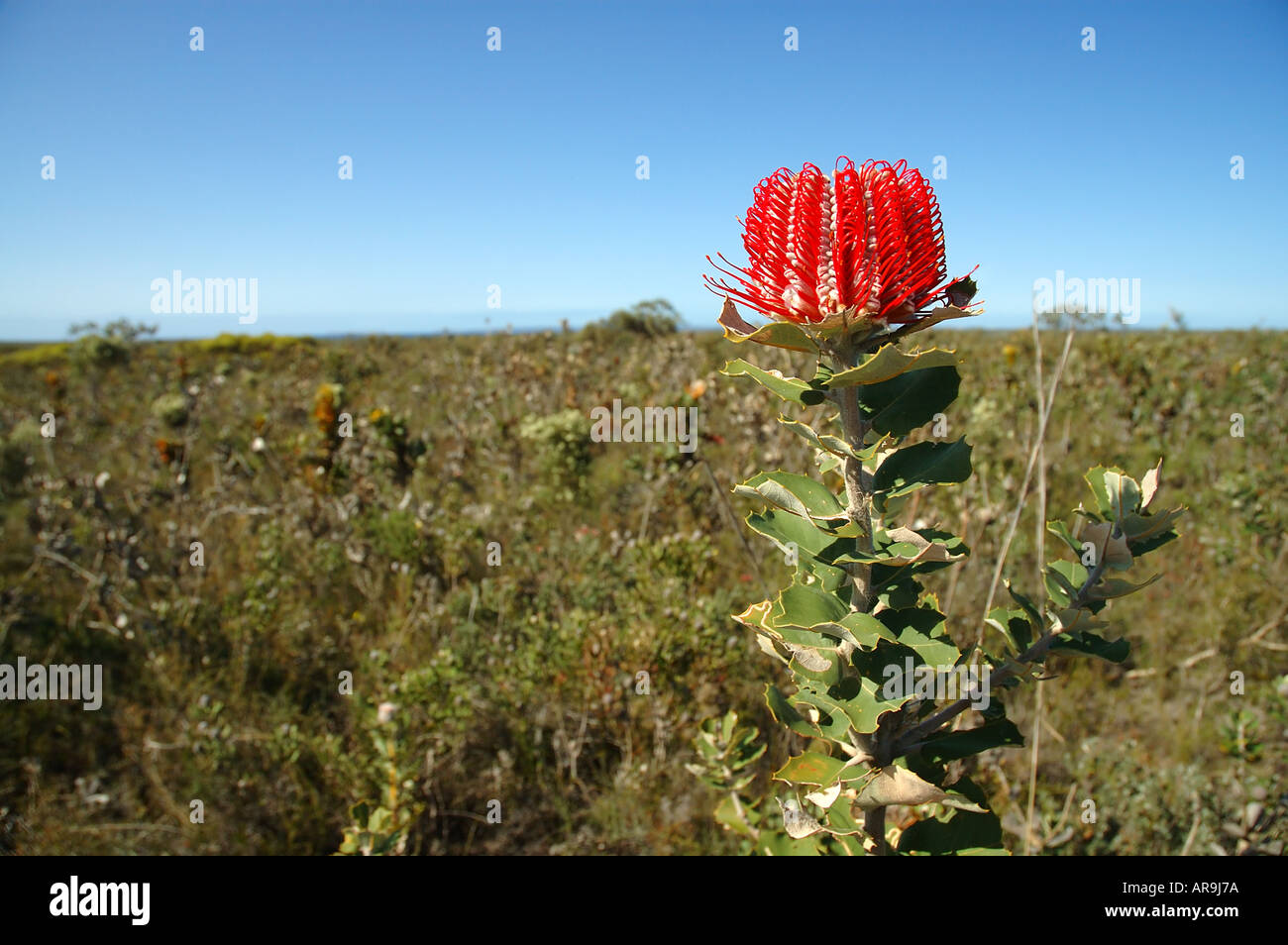 Scarlet banksia Banksia coccinea Foto Stock