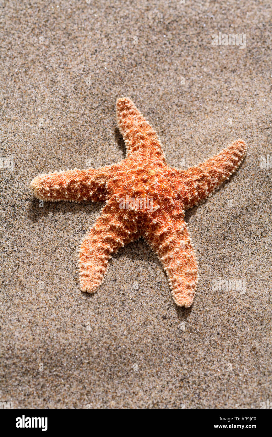 Starfish in sabbia in spiaggia Foto Stock