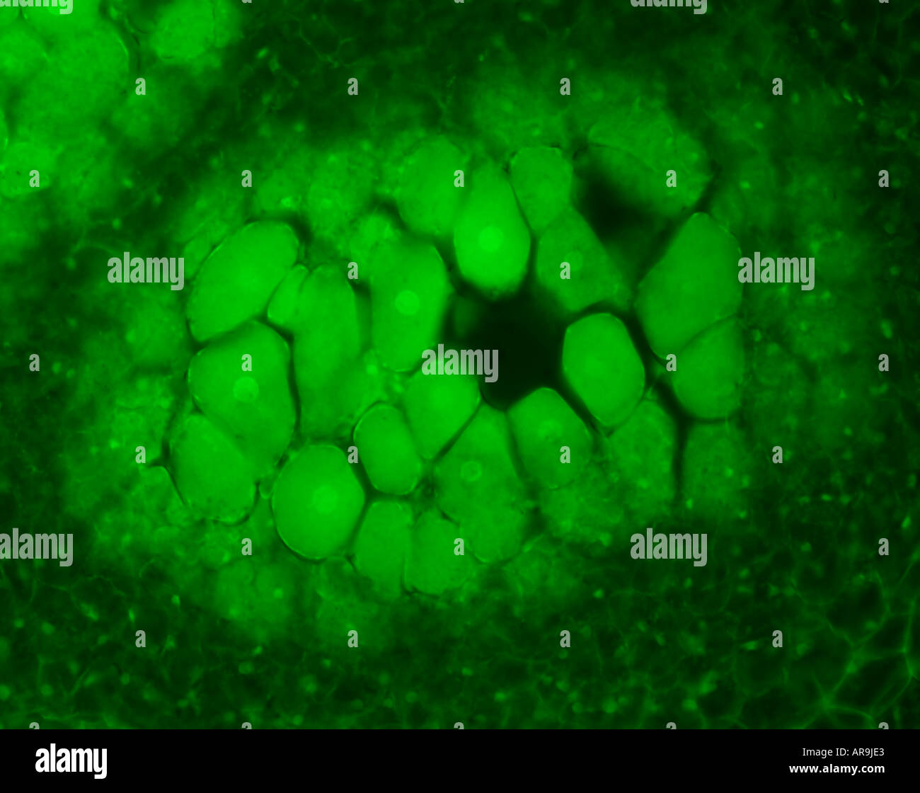 Biologia cellulare di gruppi di cellule diverse che lavorano insieme in verde Foto Stock