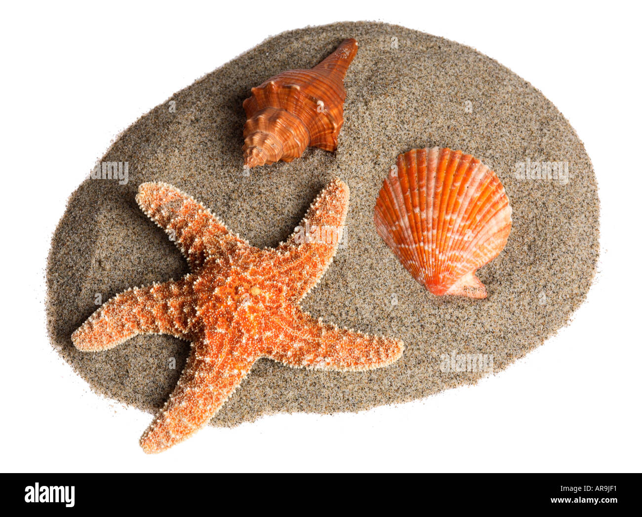 Conchiglie di sabbia & Foto Stock