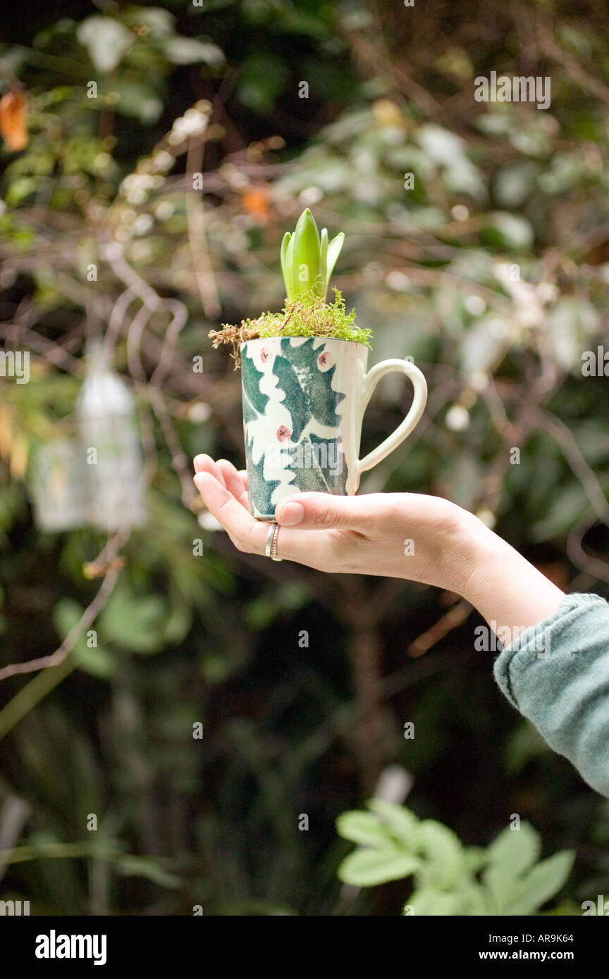 Giacinto in una tazza di Natale Foto Stock