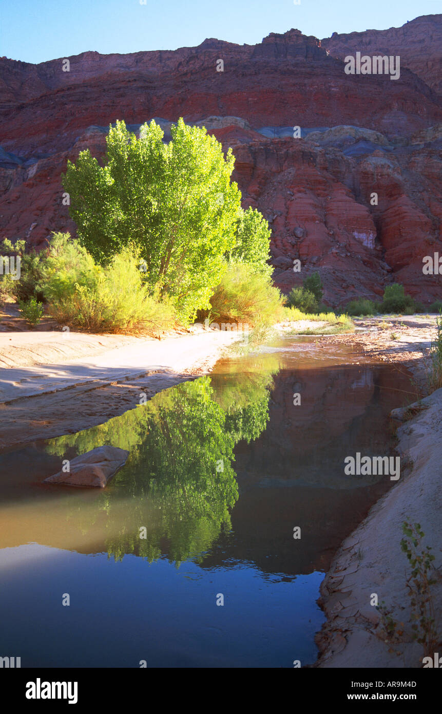 Pioppi neri americani e paria River, sulla Scogliera Vermillion Foto Stock