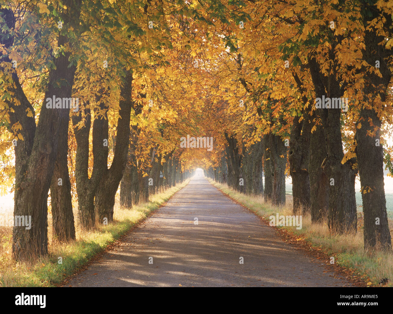 La tettoia dei colori autunnali sul viale alberato di strada di campagna in Svezia Foto Stock