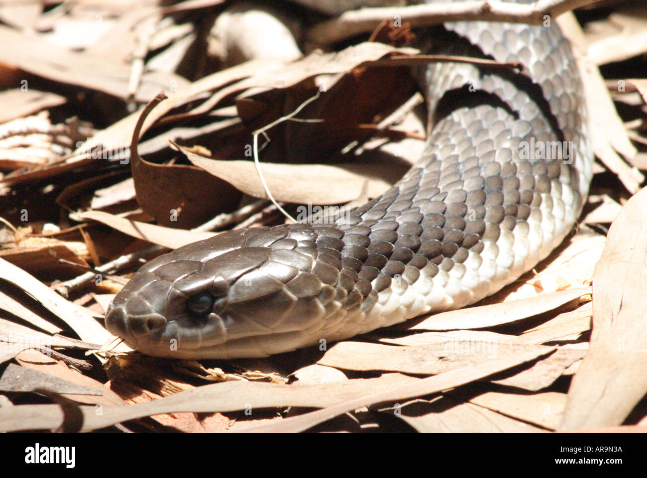 EASTERN TIGER SNAKE NOTECHIS SCUTATUS Foto Stock