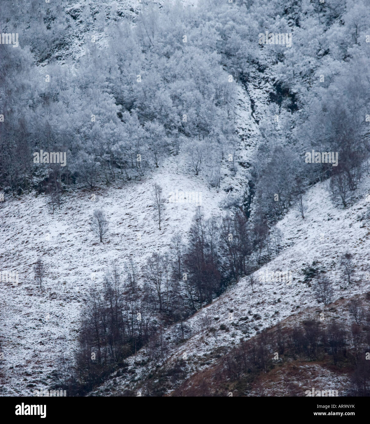 Snowy betulla e conifere alberi di pino su pendii montani sopra a Kinlochleven, Scozia Foto Stock