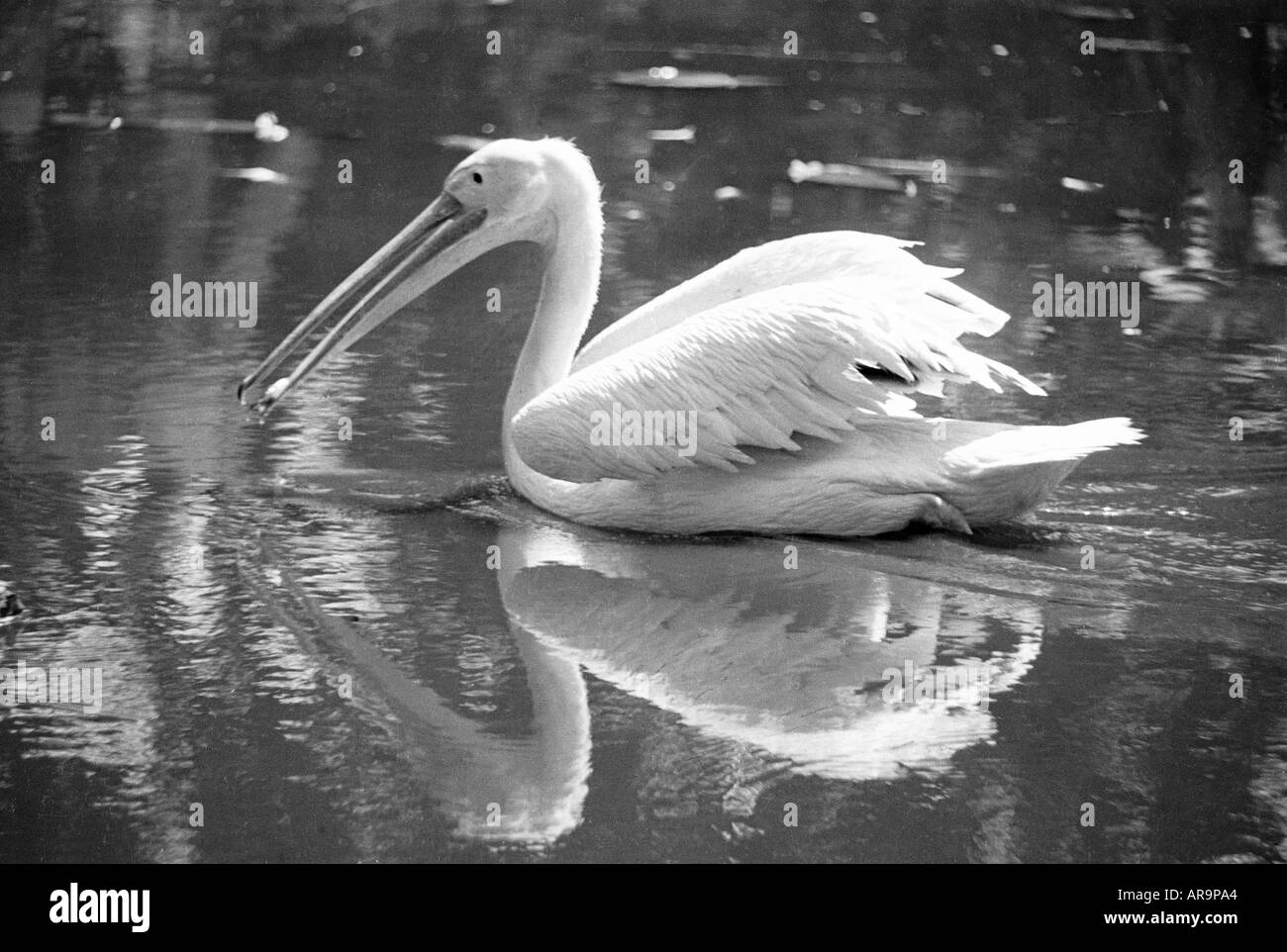 RAA72705 Un uccello bianco Pelican nuotare in un stagno Foto Stock