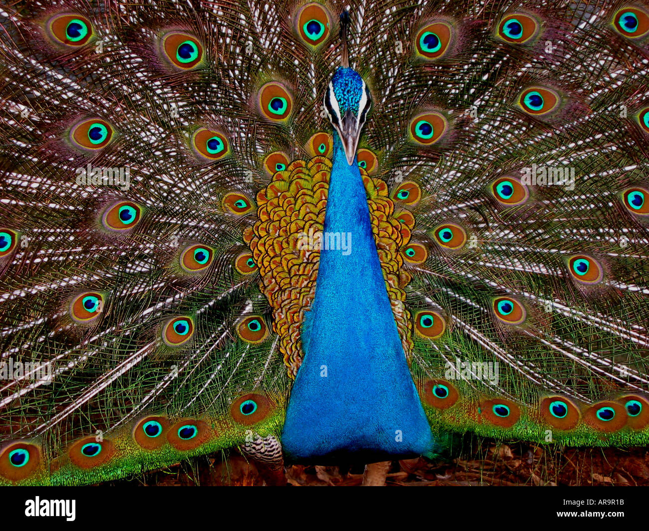 La SBD72736 Dancing peacock blu mostra il collo e aprire le piume colorate Foto Stock