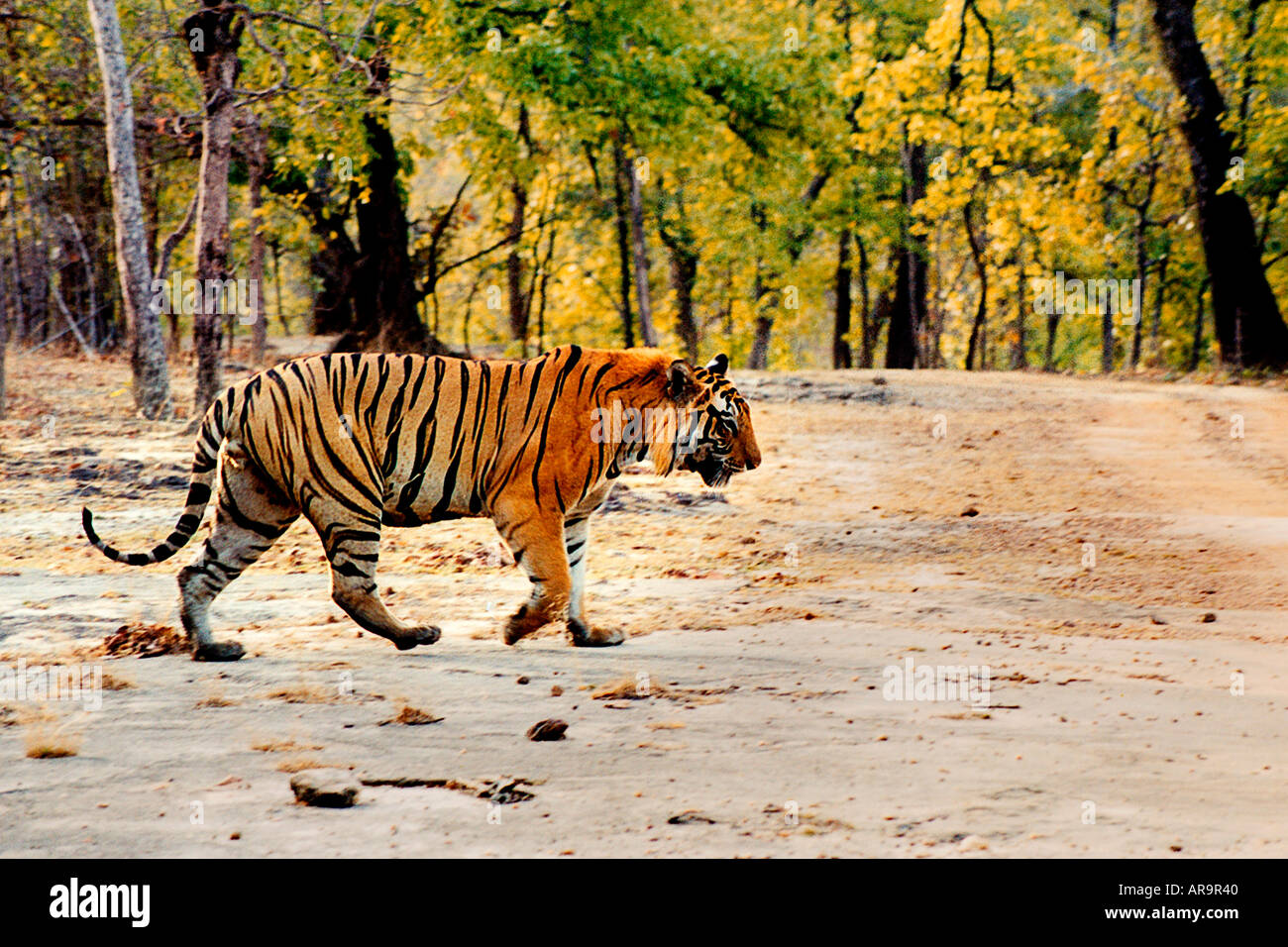 Nome Tiger B1 a piedi Bandhavgadh profilo Wildlife Sanctuary, Bandhavgarh National Park, il Madhya Pradesh India Foto Stock