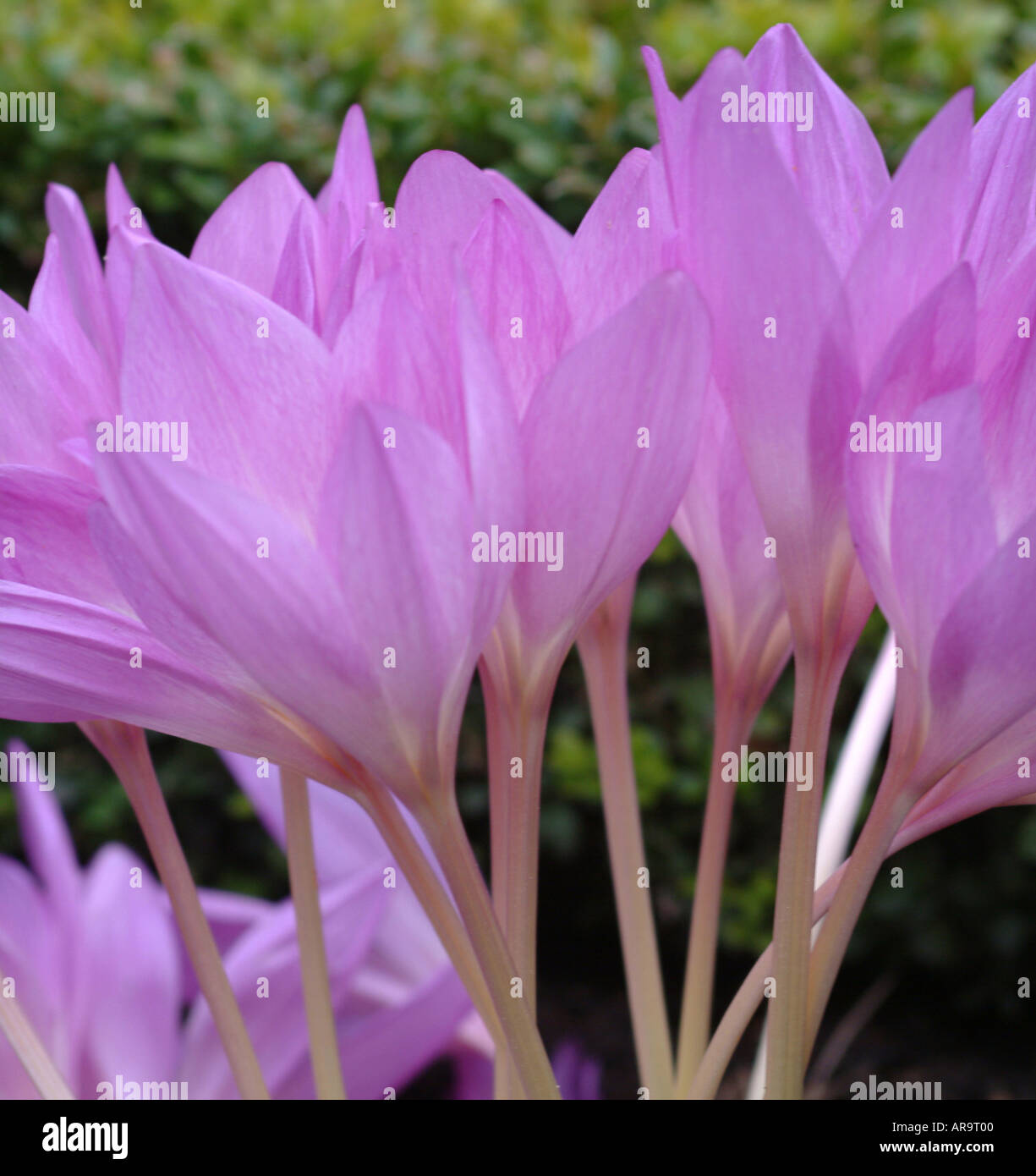 Primo piano della fioritura autunnale Crocus ad Alnwick Gardens Northumberland England Regno Unito Regno Unito Foto Stock