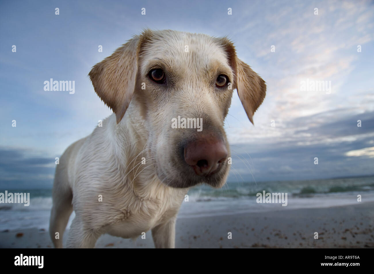 Wet golden labrador cane su una spiaggia Foto Stock