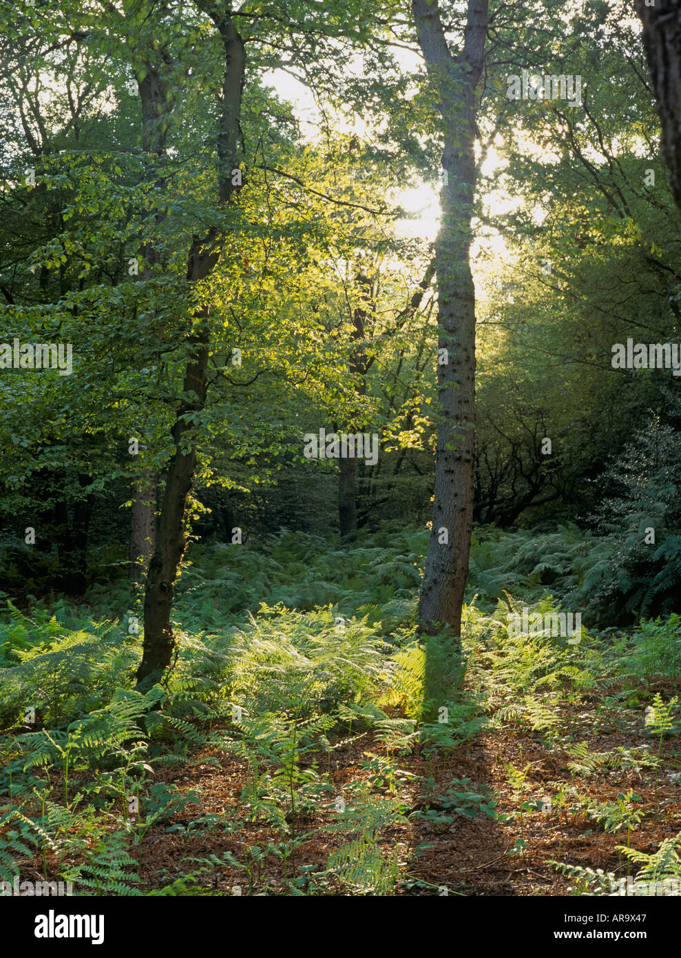 Hainault Forest SSSI, antichi Semi bosco naturale con albero di quercia, Essex, Inghilterra Foto Stock