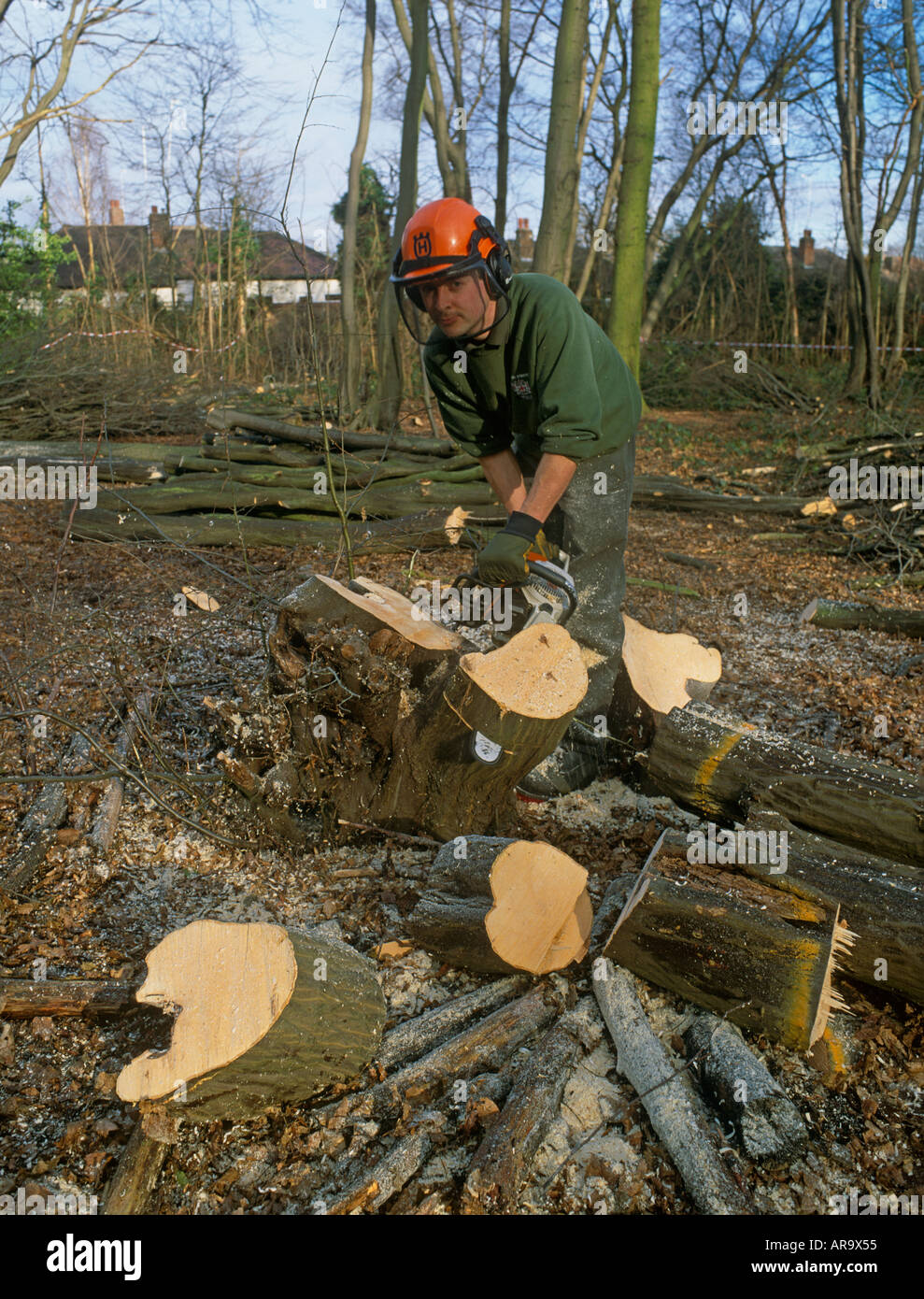 Forester Coppicing Carpino Tree (Carpinus betulus), antico la gestione forestale, la Foresta di Epping, Londra, Inghilterra Foto Stock