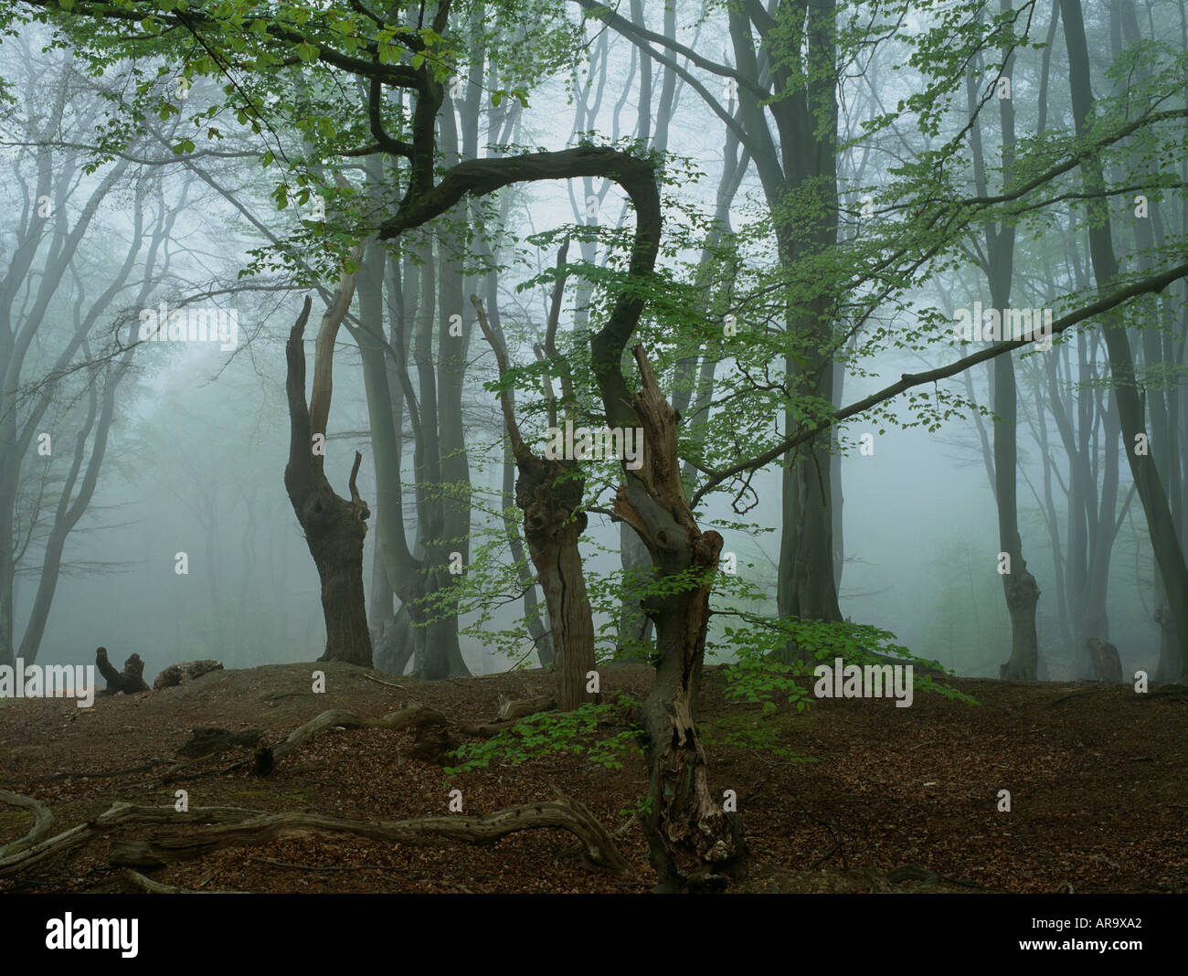 Il faggio e il carpino foresta nebbia nella Foresta di Epping, London, Regno Unito Foto Stock