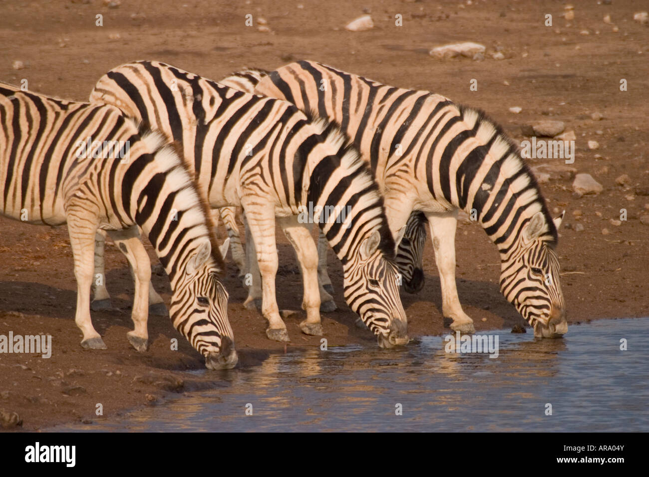 Zebre a Waterhole, Namibia Foto Stock