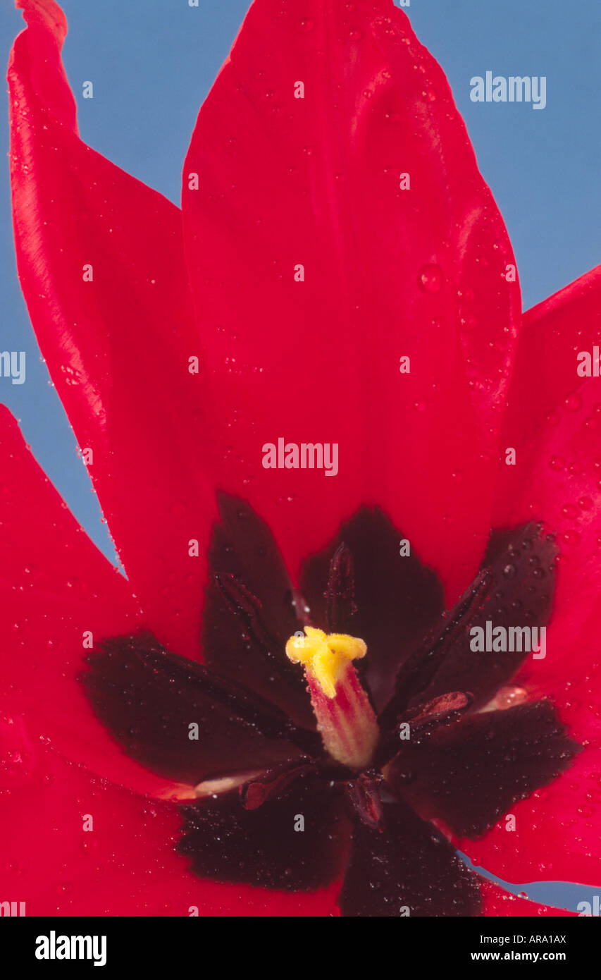 Tulipa ingens (Tulip) DIVISIONE 15 Gruppo varie. In prossimità del centro di fiori. Foto Stock