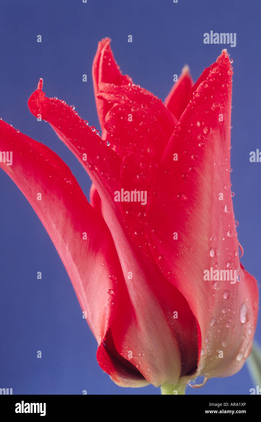 Tulipa ingens (Tulip) DIVISIONE 15 Gruppo varie. Foto Stock