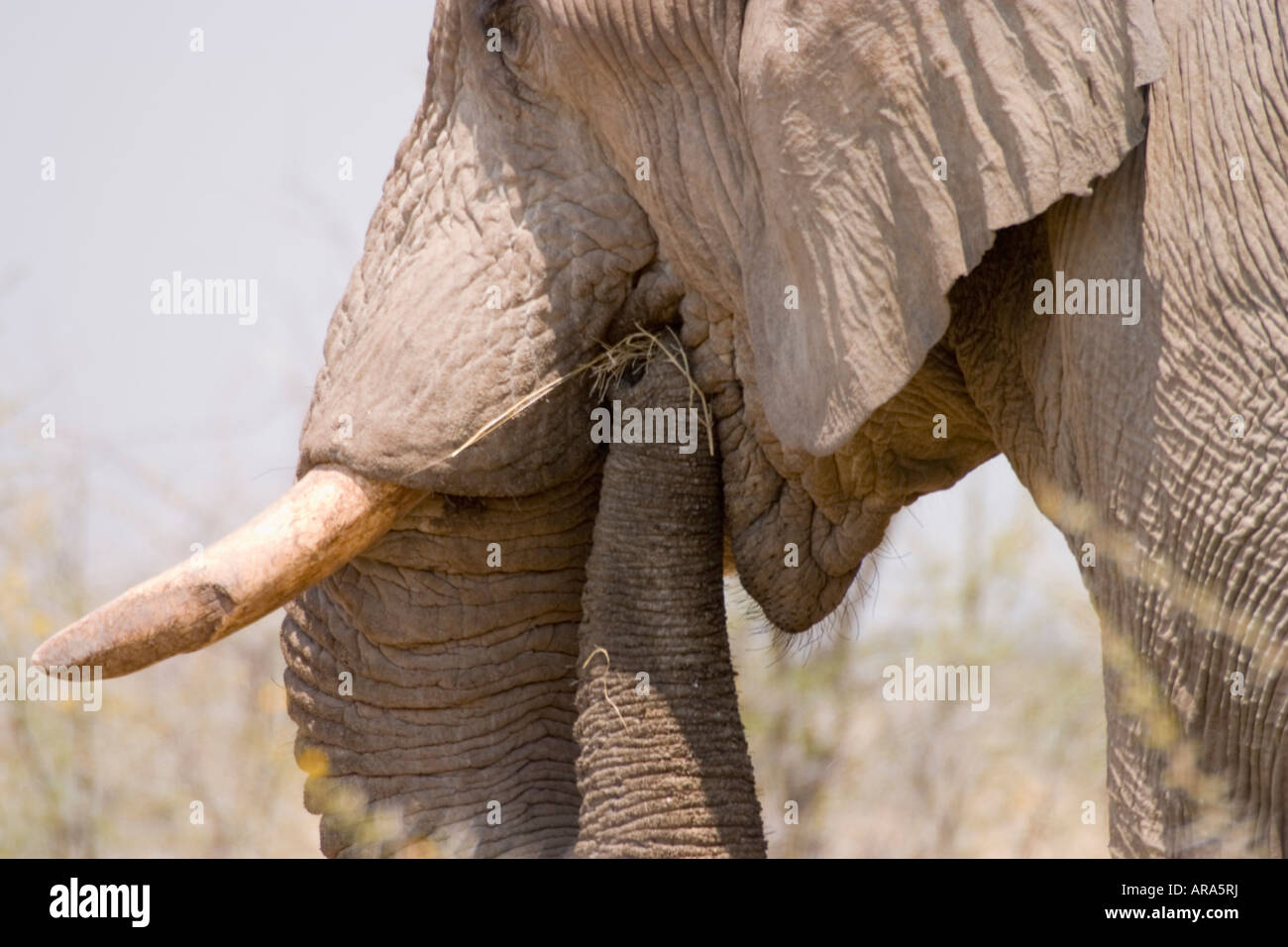 Elefante in Namibia Foto Stock