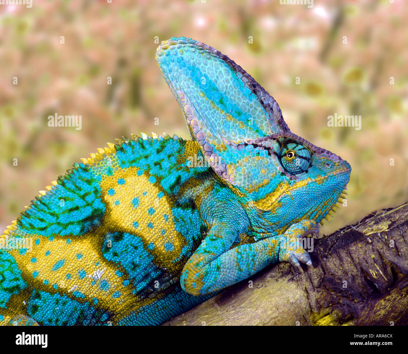 Camaleonte velato (Chamaeleo calyptratus) Foto Stock