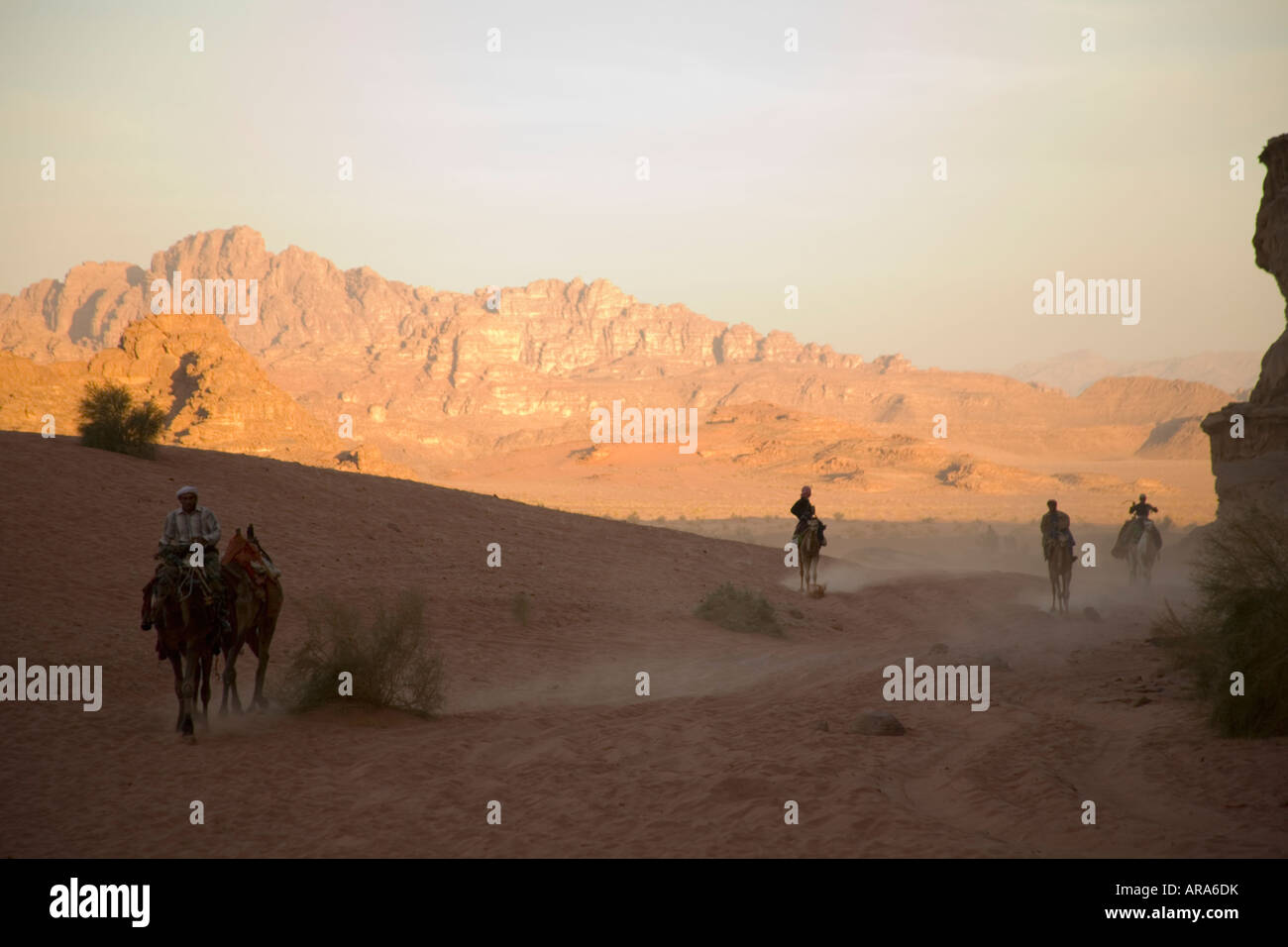 Corsa in Cammello, Wadi Rum, Petra, Giordania Foto Stock
